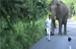 Narrow Escape for Bikers in Elephant Attack